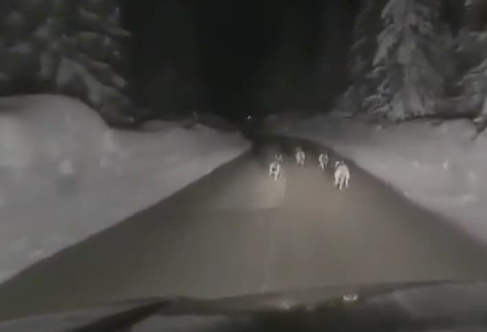 Insegue un branco di lupi in auto a 50 km/h: l'uomo identificato rischia grosso
