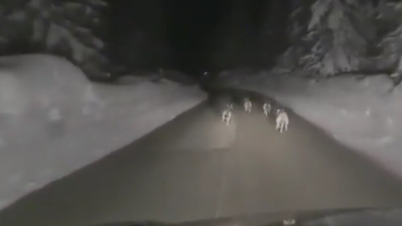 Insegue un branco di lupi in auto a 50 km/h: l'uomo identificato rischia grosso