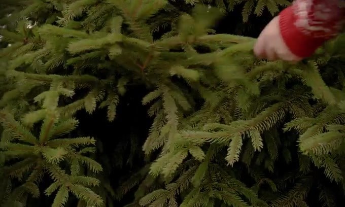 Festive MINI electric, albero di natale viaggiante