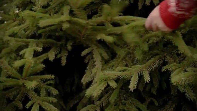 Festive MINI electric, albero di natale viaggiante