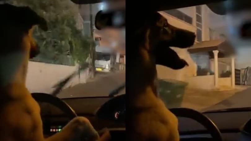 Arrestato per guida spericolata: aveva fatto guidare l'auto al cane