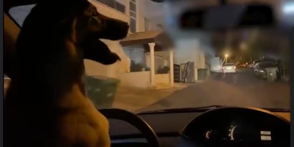 Cagnolino al volante dell'auto: padrone fregato dal video sui social
