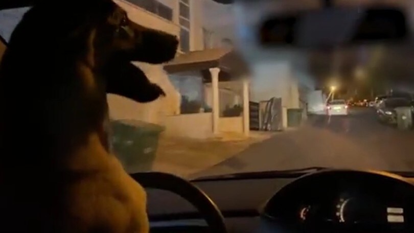 Cagnolino al volante dell'auto: padrone fregato dal video sui social
