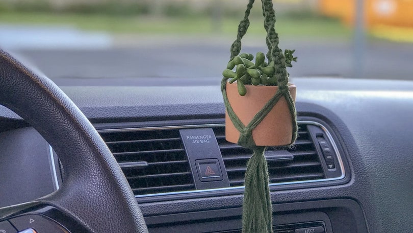 Coltivare piante in auto? E' possibile con queste tre specie