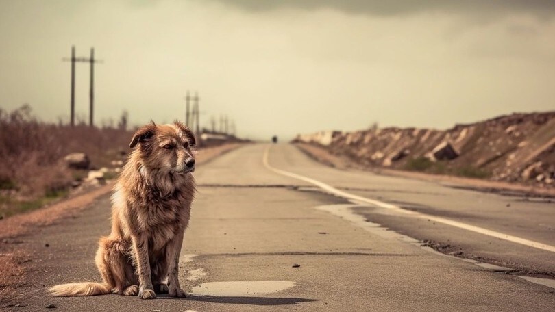 LNDC Animal Protection e Anas, assieme contro l'abbandono di animali e gli incidenti stradali