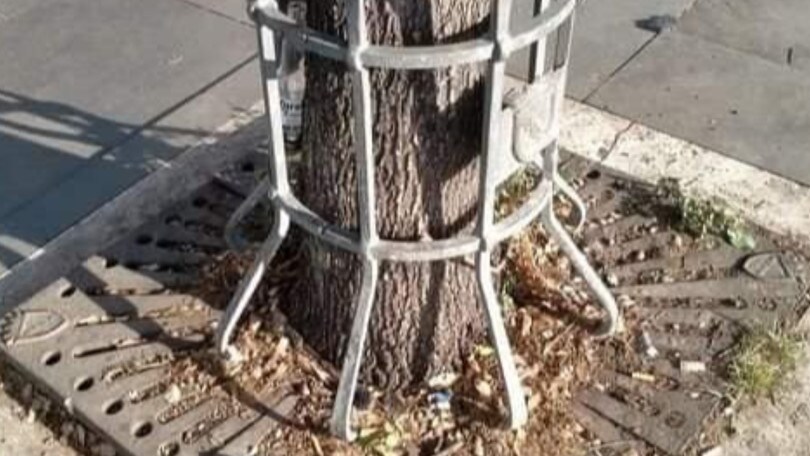 Gabbie metalliche degli alberi, la proposta per rimuoverle