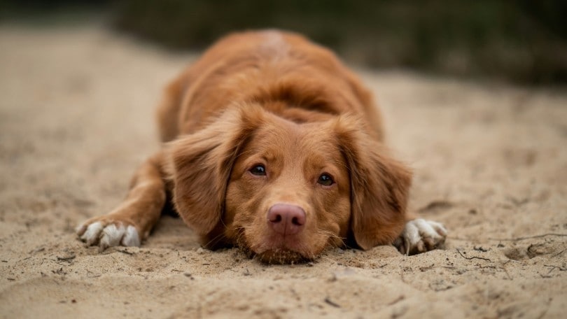 Abbandono animali, fino al ritiro della pantete per chi lo fa: la decisione