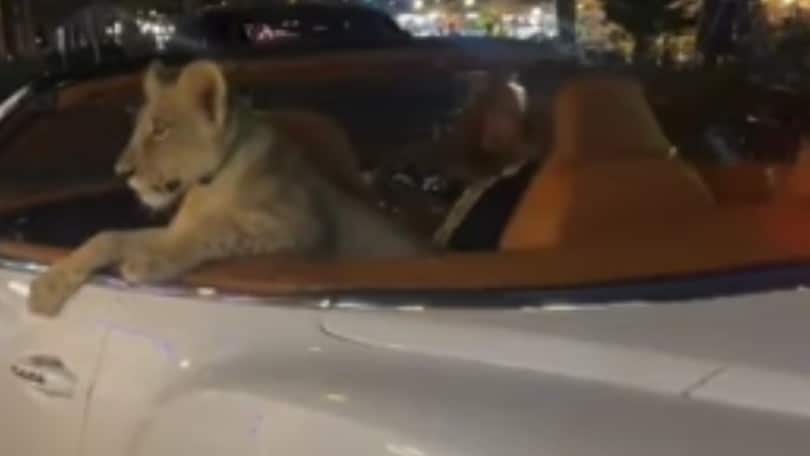 Porta in strada un leone sull'auto di lusso: ma è legale?