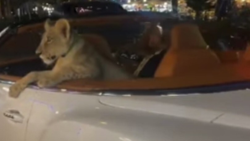 Porta in strada un leone sull'auto di lusso: ma è legale?
