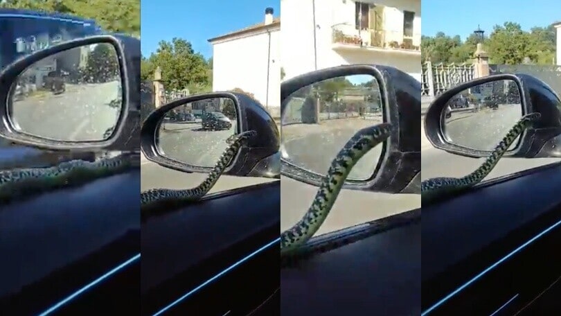 Entra in auto e trova un serpente: in Australia? No, in Ciociaria