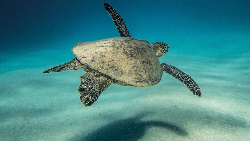 In missione per l'ambiente