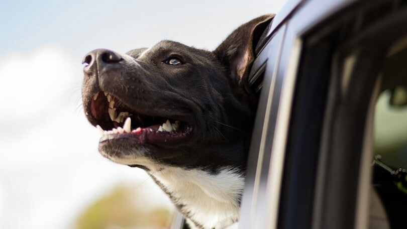Incidente con sorpresa: pick-up tampona auto, ma alla guida c'è un cane!