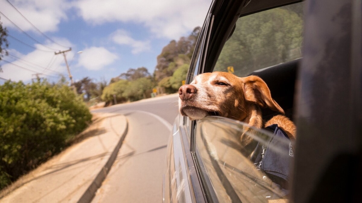 Vacanze con gli animali: le regole del Codice e i consigli per stare comodi e sicuri