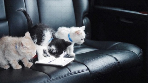 Giornata del gatto, come viaggiare in auto con animali a bordo