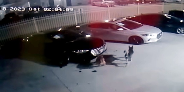 300mila euro di danni alle auto: i responsabili sono due cani!