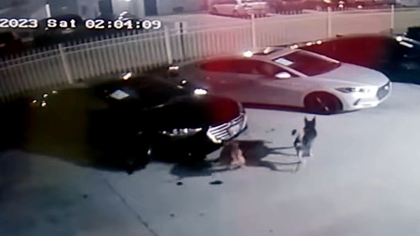 300mila euro di danni alle auto: i responsabili sono due cani!