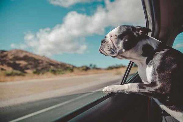 Viaggiare con il cane in auto: regole, sicurezza e consigli anti-stress