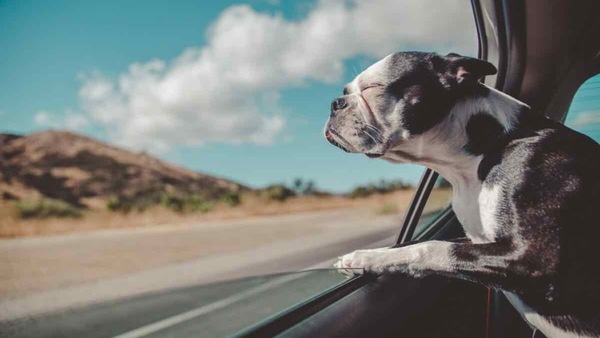 Viaggiare con il cane in auto: regole, sicurezza e consigli anti-stress