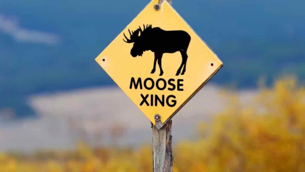 I segnali stradali più strani del mondo: dalla Nuova Zelanda al Perù