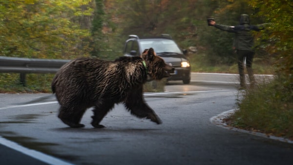 Automobilista insegue un'orsa e il suo cucciolo in Statale, denuncia in arrivo