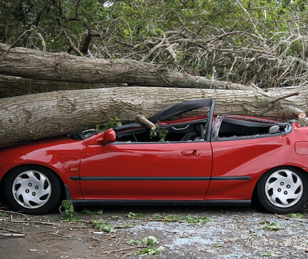 Albero caduto sull’auto: chi paga e come ottenere il risarcimento