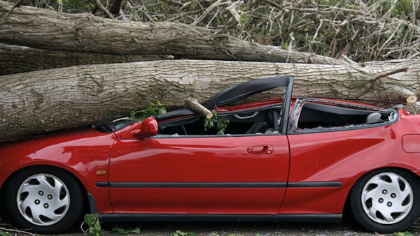 Albero caduto sull’auto: chi paga e come ottenere il risarcimento