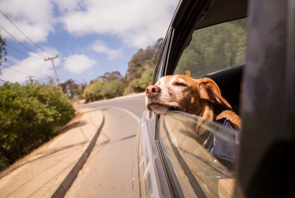 Vacanze con gli animali: le regole del Codice e i consigli per stare comodi e sicuri