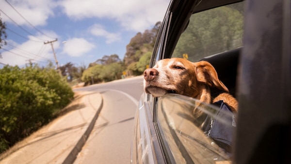 Vacanze con gli animali: le regole del Codice e i consigli per stare comodi e sicuri